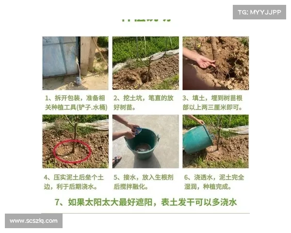 如何提高红石榴产量揭秘背后的种植技巧与养护秘诀 如何提高红石榴产量揭秘背后的种植技巧与养护秘诀