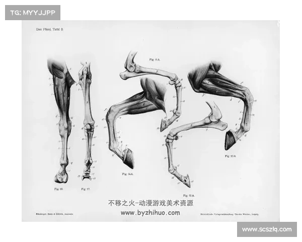 马的脚趾结构与其他动物的比较分析及其生物学意义解析 马的脚趾结构与其他动物的比较分析及其生物学意义解析